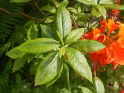 Image of flame azalea