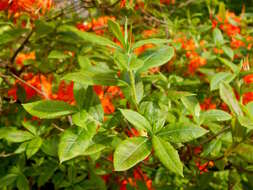 Image of flame azalea