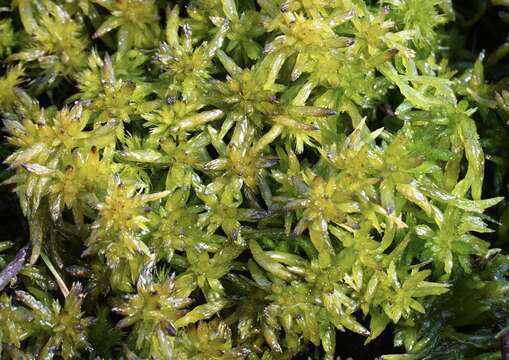 Sphagnum denticulatum Bridel 1826的圖片