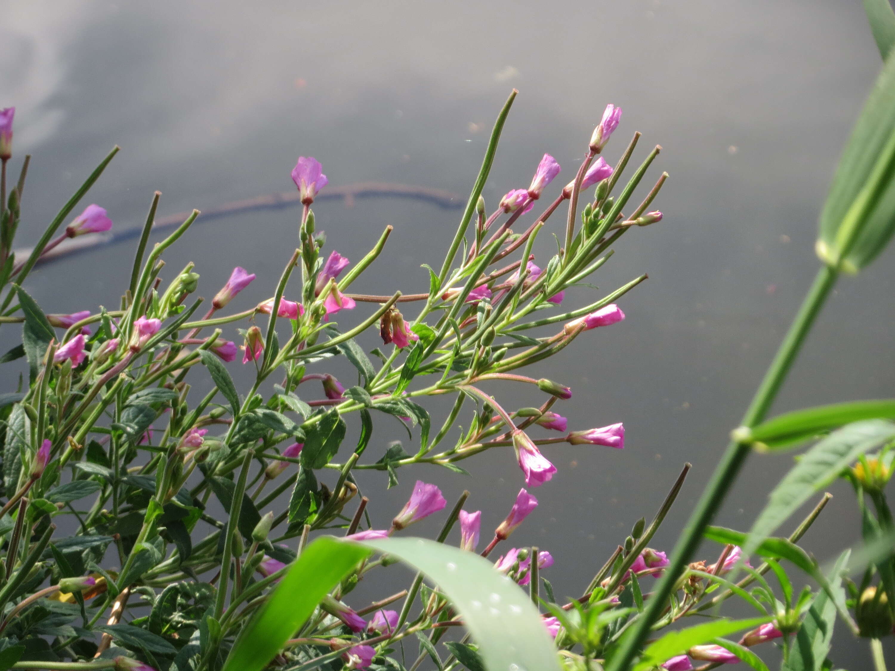 Слика од Epilobium hirsutum L.