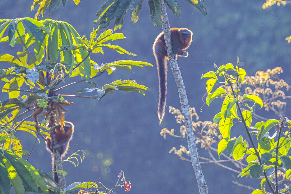 Image of Dusky Titi