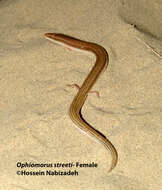 Image of Street's Snake Skink