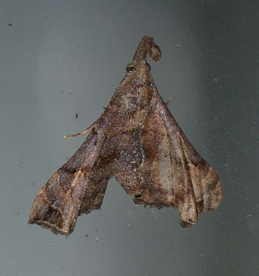 Image of Faint-spotted Palthis