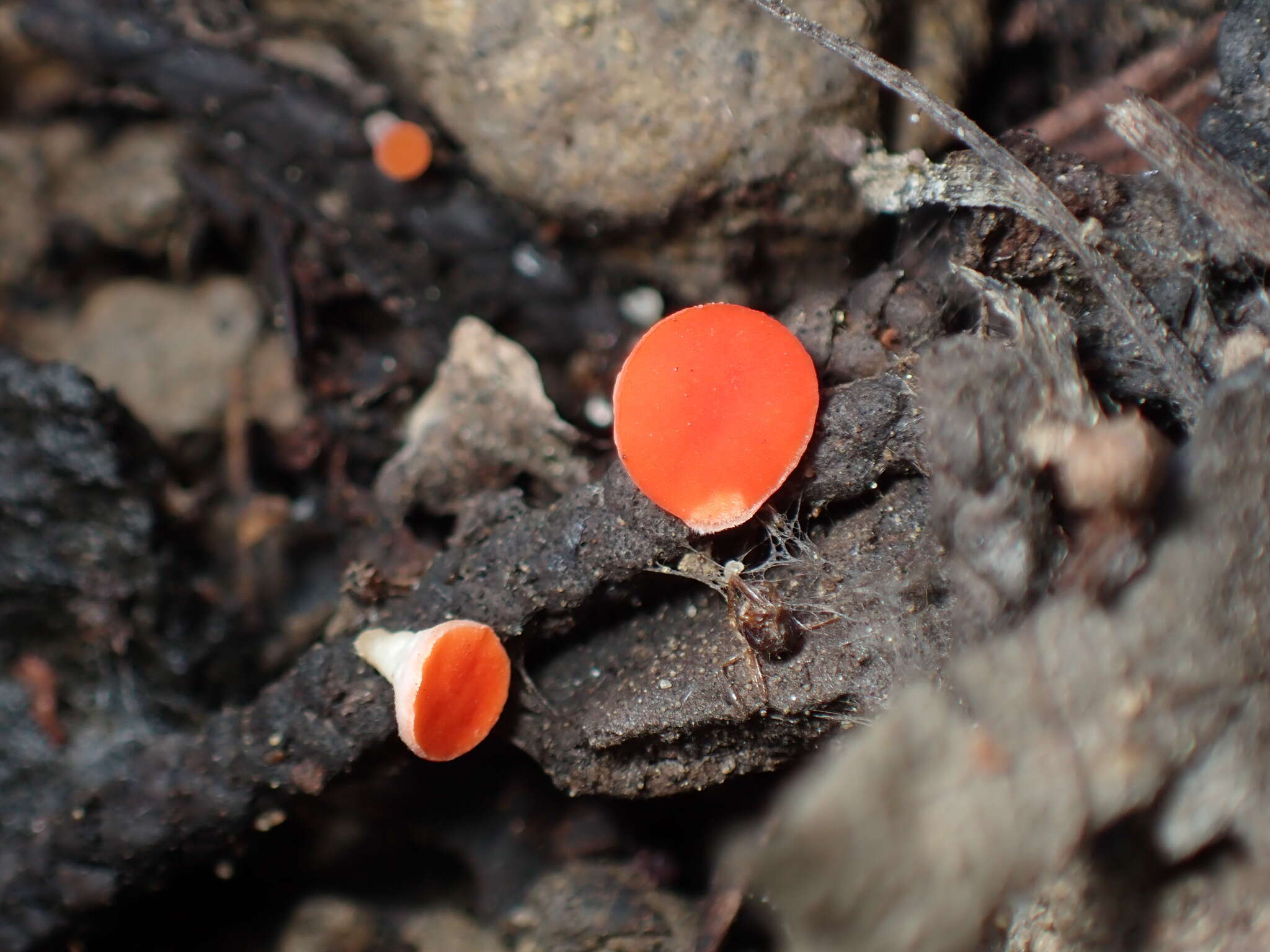 Plancia ëd Pseudopithyella minuscula (Boud. & Torrend) Seaver 1928