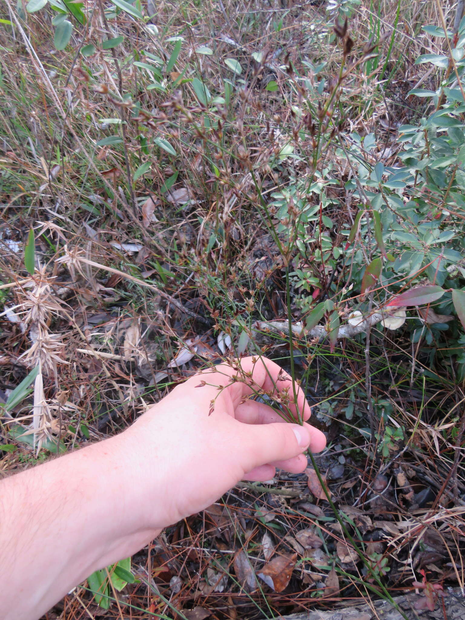 Imagem de Juncus trigonocarpus Steud.