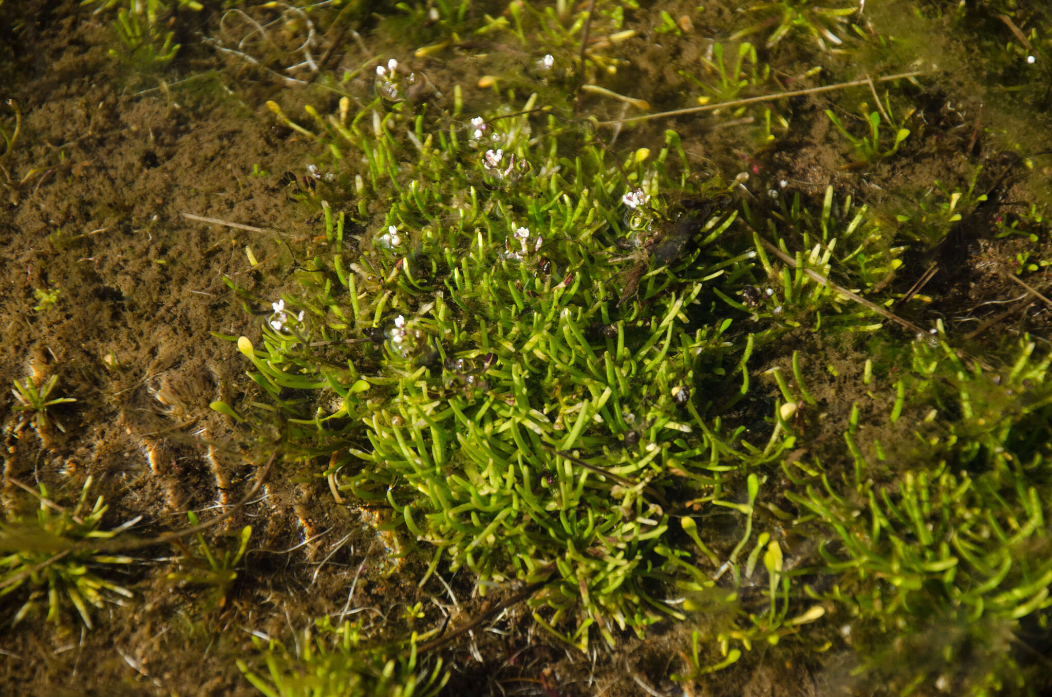 Image de Subularia monticola A. Braun ex Schweinf.