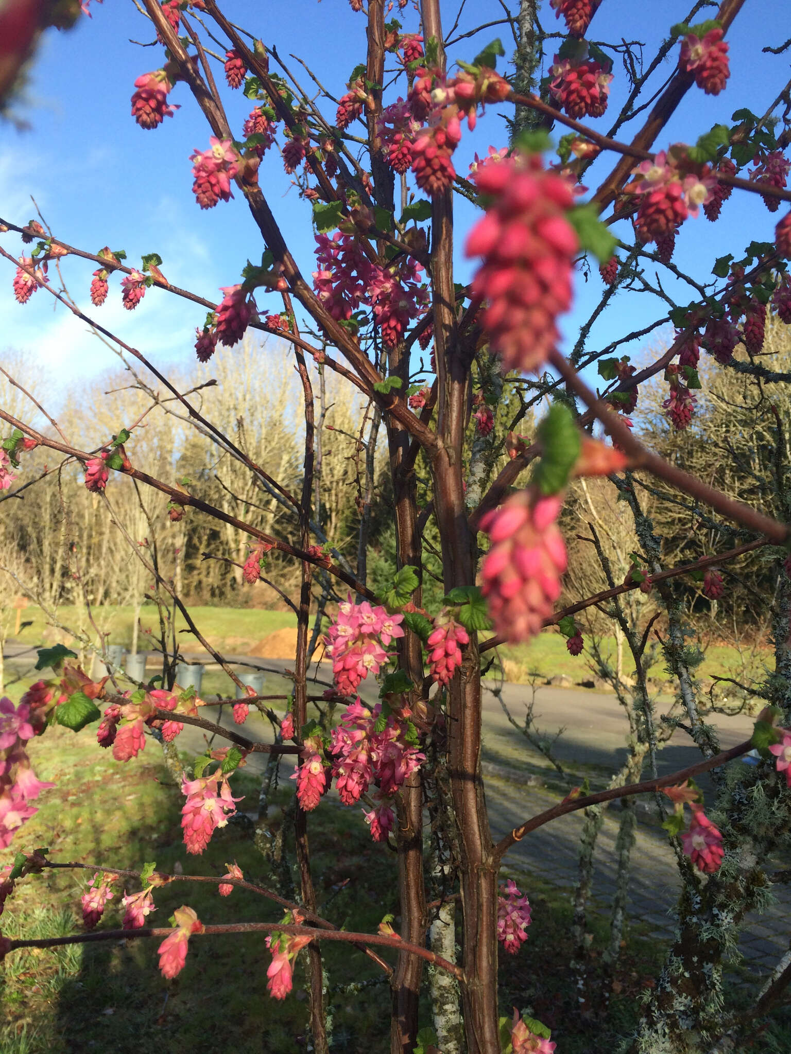 Imagem de Ribes sanguineum Pursh