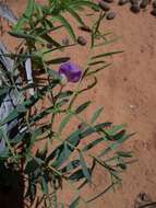 Image of bush pea