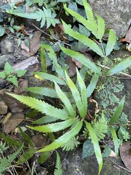 Image of Plenasium banksiifolium (C. Presl) C. Presl