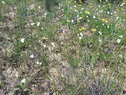 Image of Ixia brunneobractea G. J. Lewis