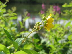 Image of Yellow Loosestrife