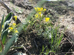 Image of Physaria arenosa (Richardson) O'Kane & Al-Shehbaz