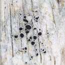 Image of arctic rim lichen