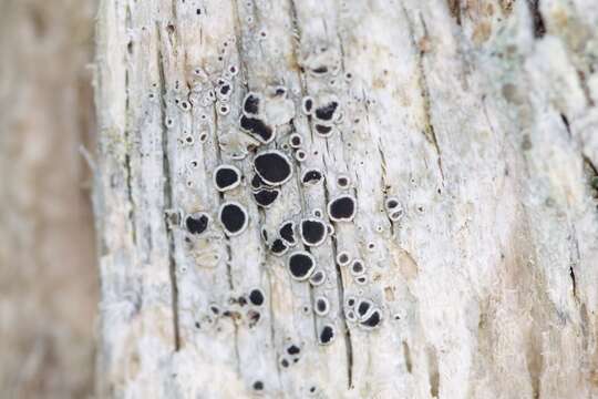 Image of arctic rim lichen