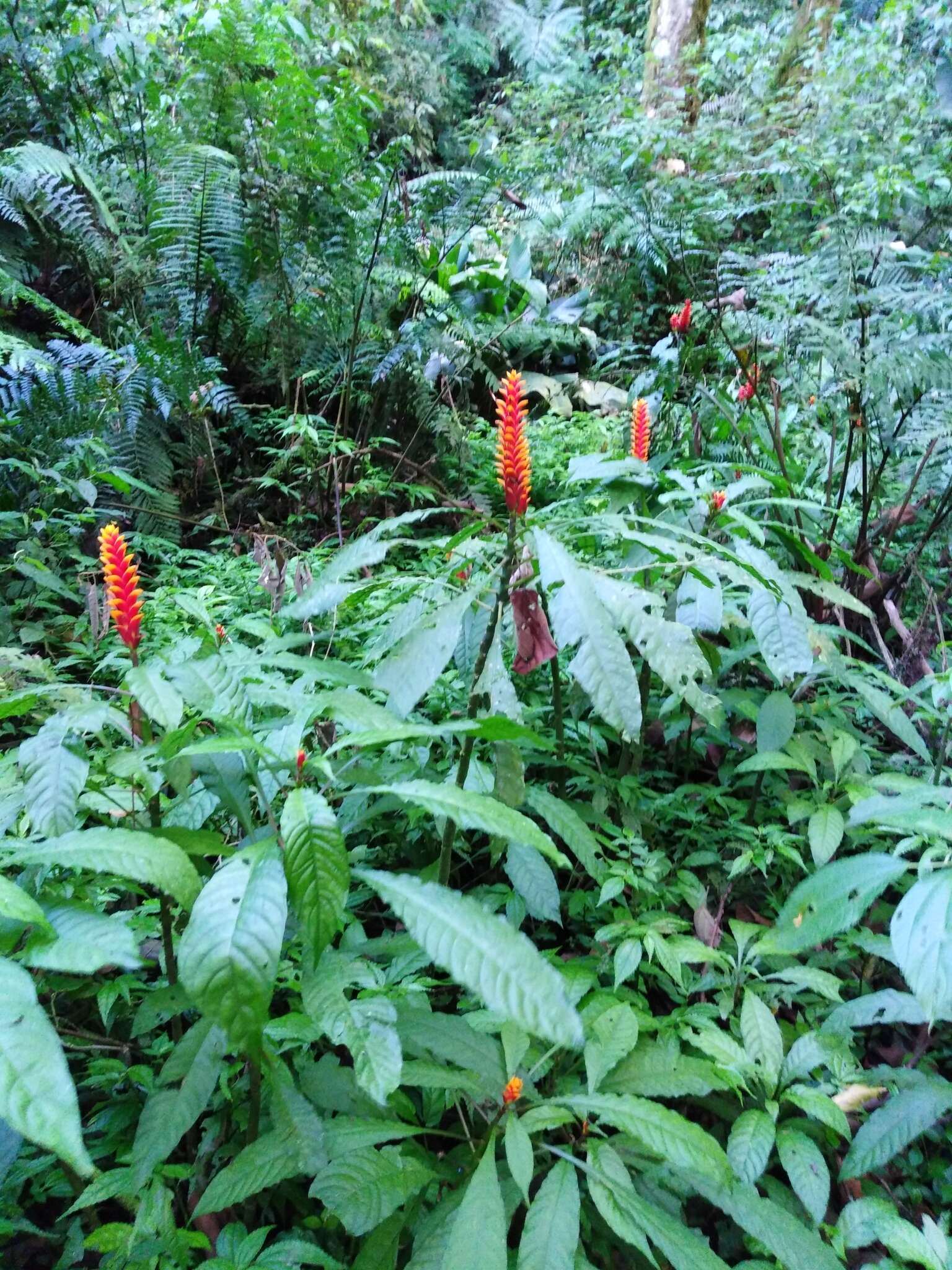 Image de Aphelandra liboniana Linden