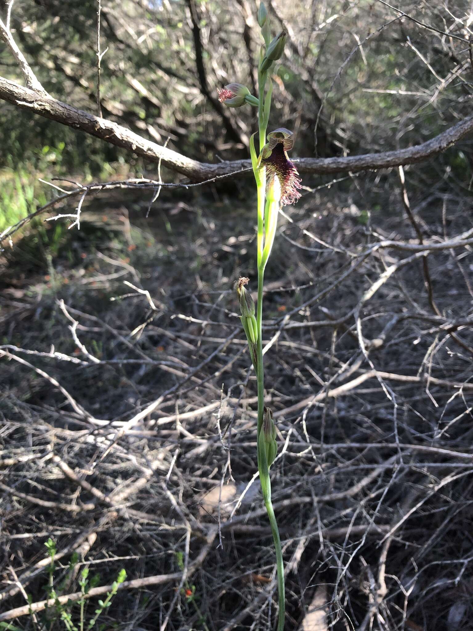 Calochilus robertsonii Benth.的圖片