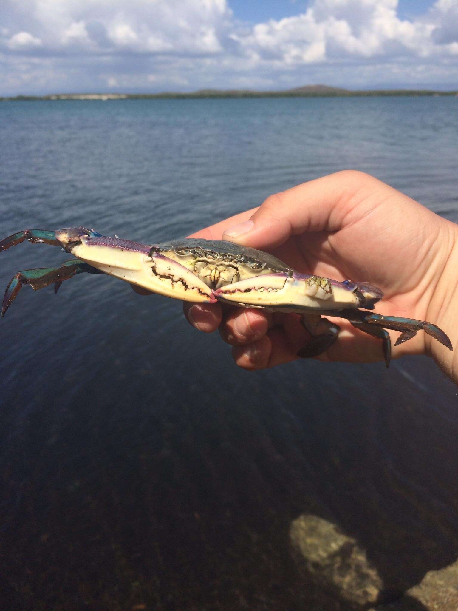 Image of Dana swimming crab