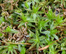 Image of atrichum moss