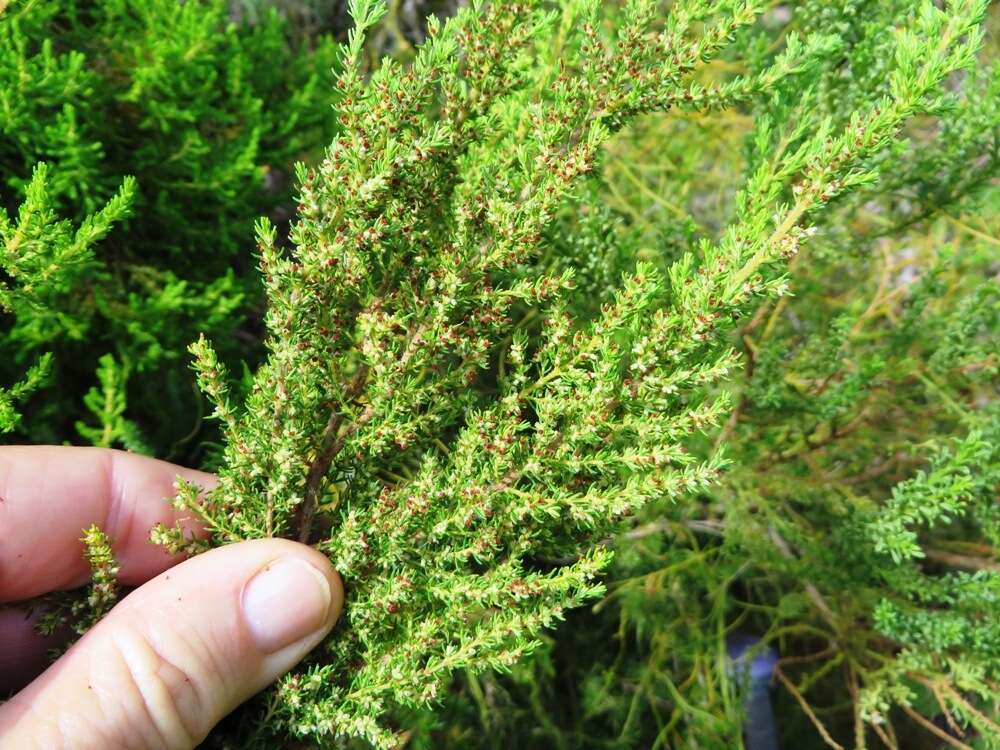 Plancia ëd Erica muscosa (Aiton) E. G. H. Oliver