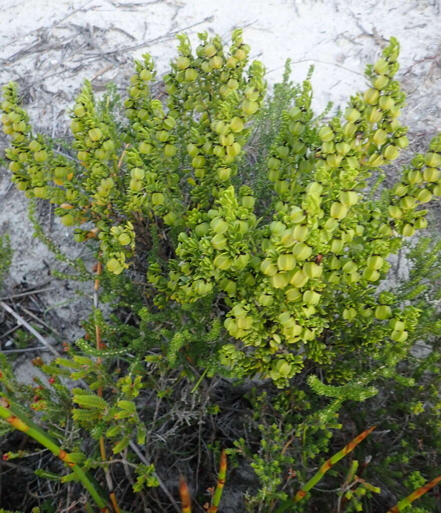 Image of Roepera fuscata (Van Zyl) Beier & Thulin