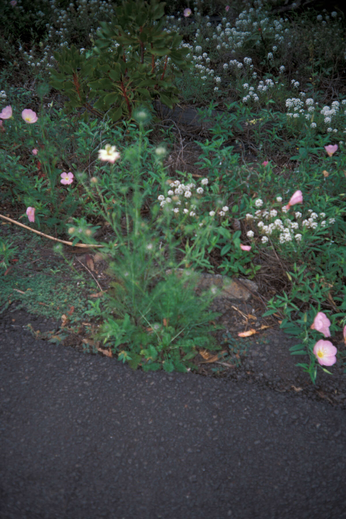 Image of devil in the bush