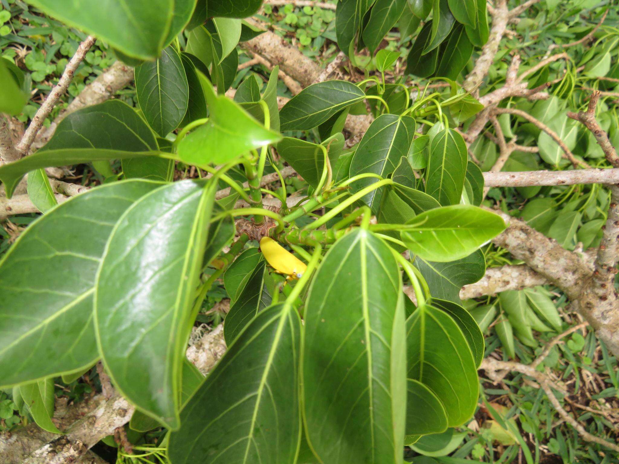 Ficus polita Vahl的圖片