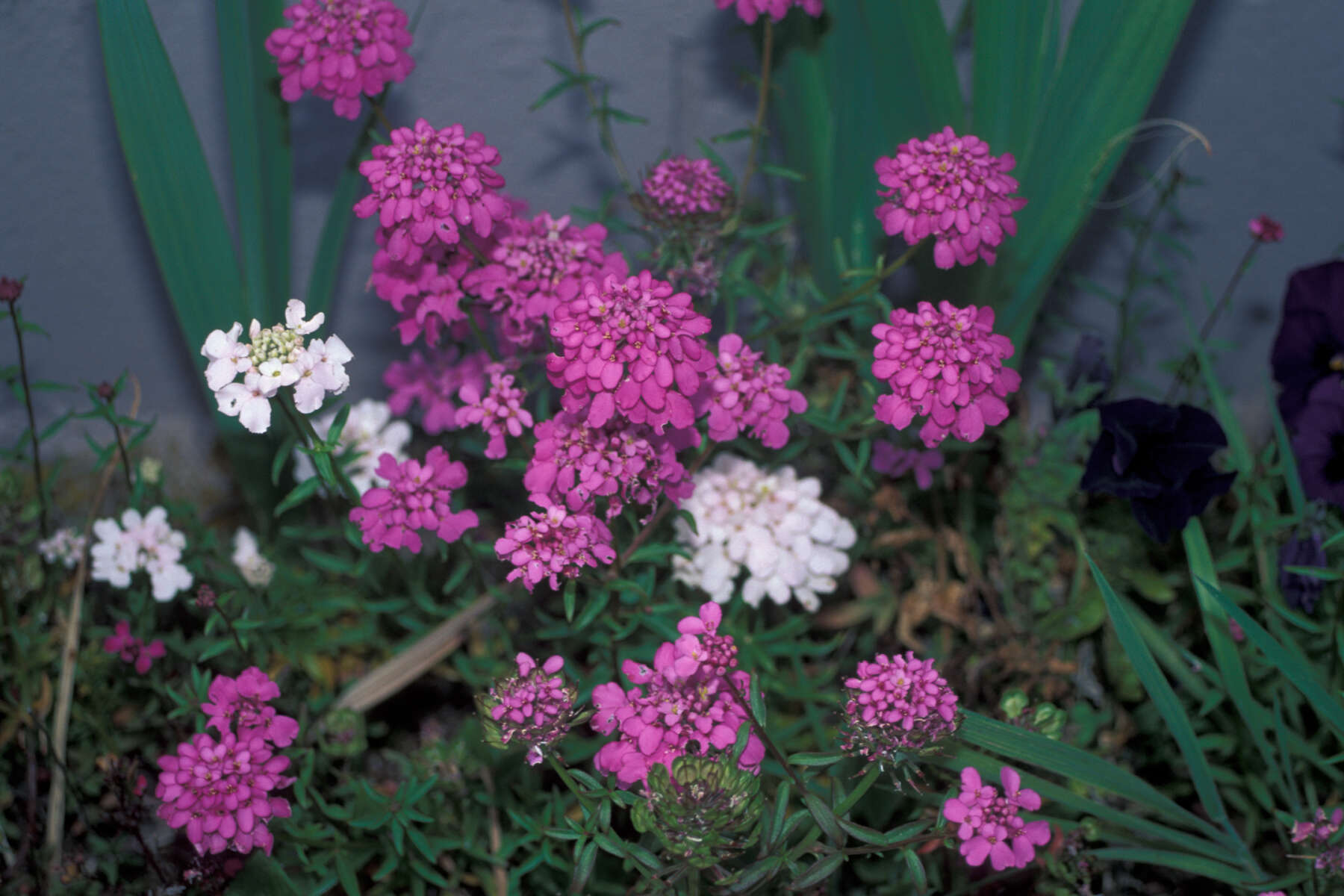 Plancia ëd Iberis umbellata L.