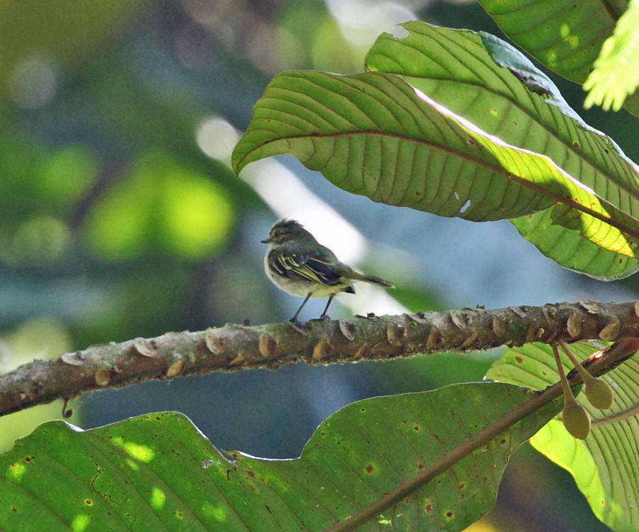 Image of Choco Tyrannulet