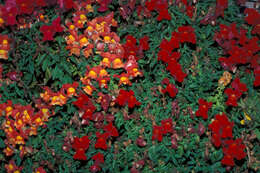 Image of garden snapdragon