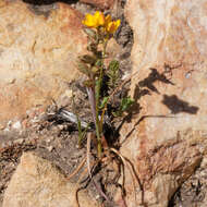 Image of Ixia dubia Vent.