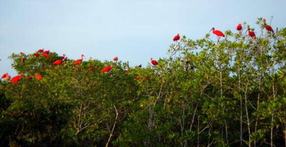 Image of Scarlet Ibis