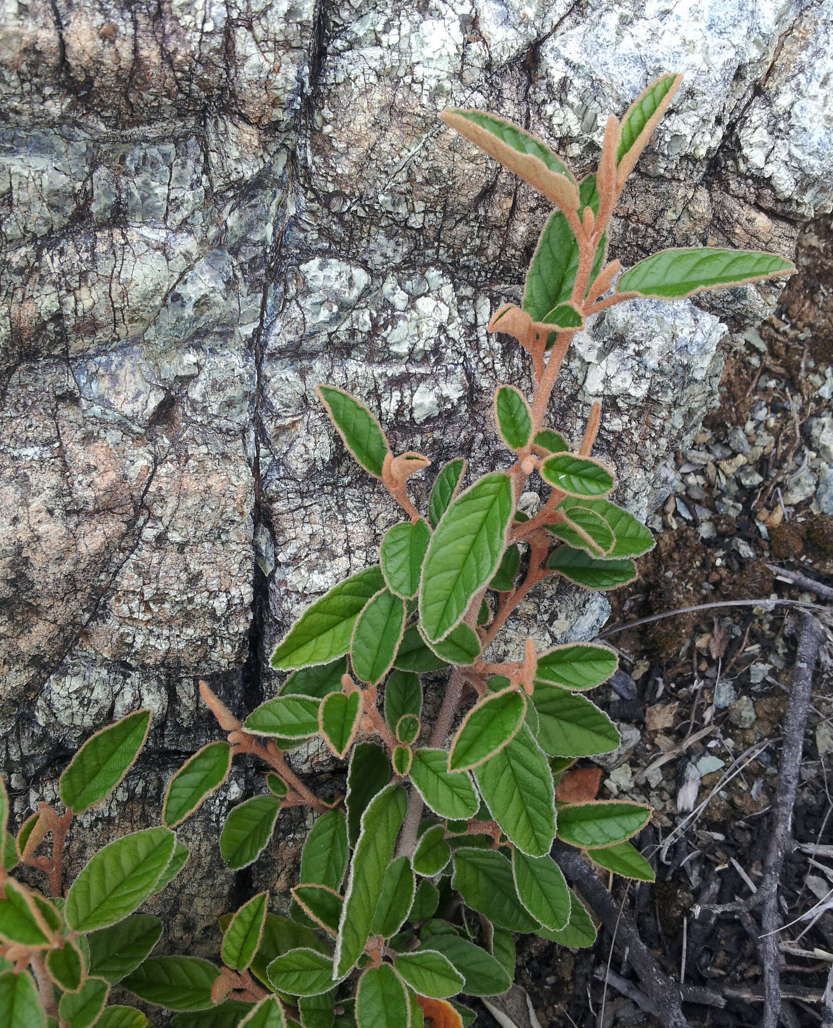 Plancia ëd Pomaderris paniculosa subsp. novaezelandiae (L. B. Moore) N. G. Walsh