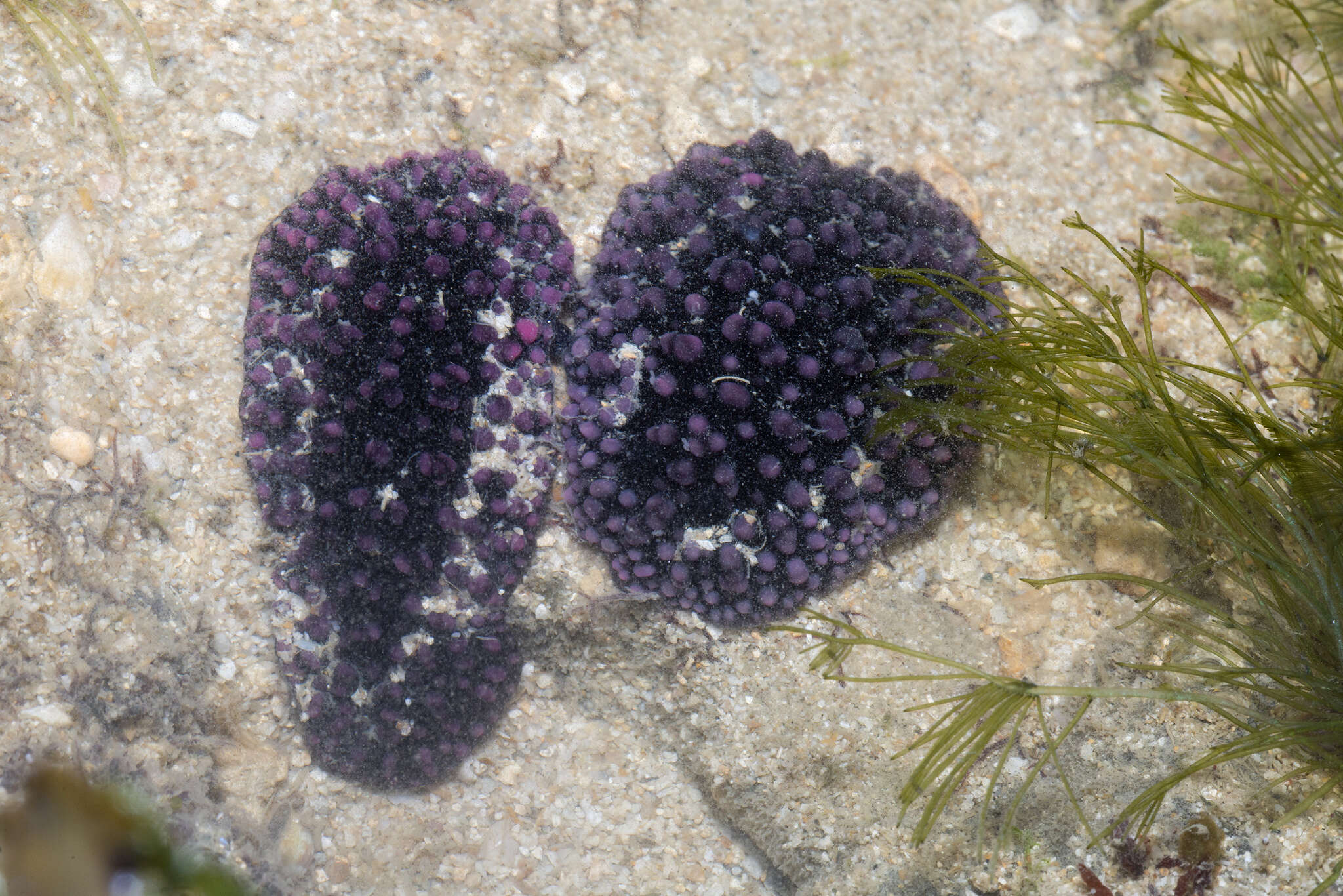 Image of Phyllidiella nigra (van Hasselt 1824)