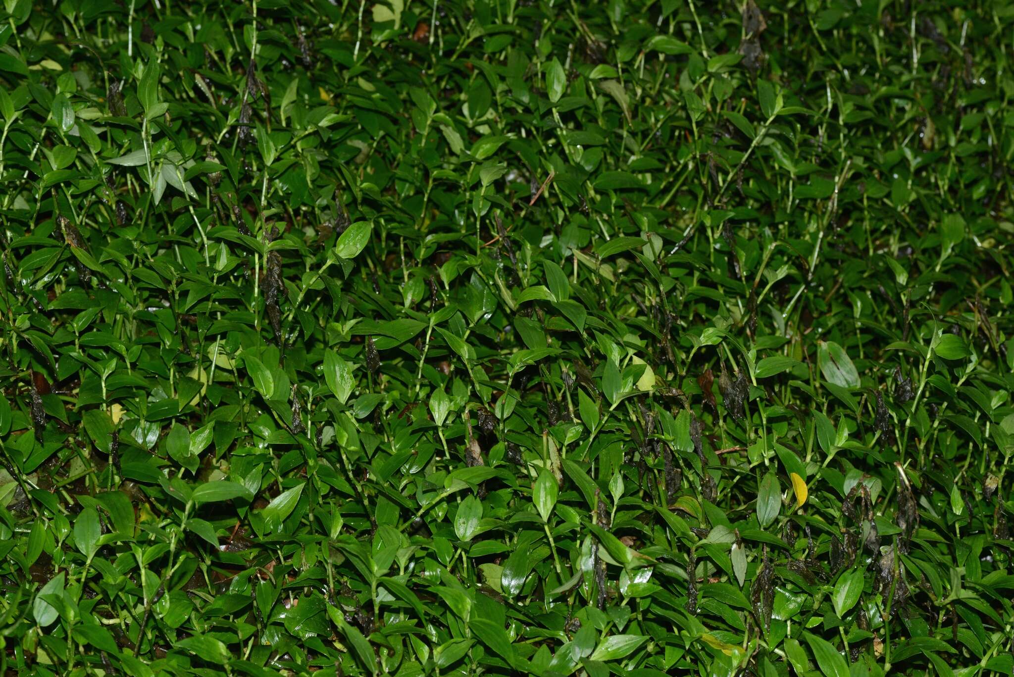 Image of small-leaf spiderwort