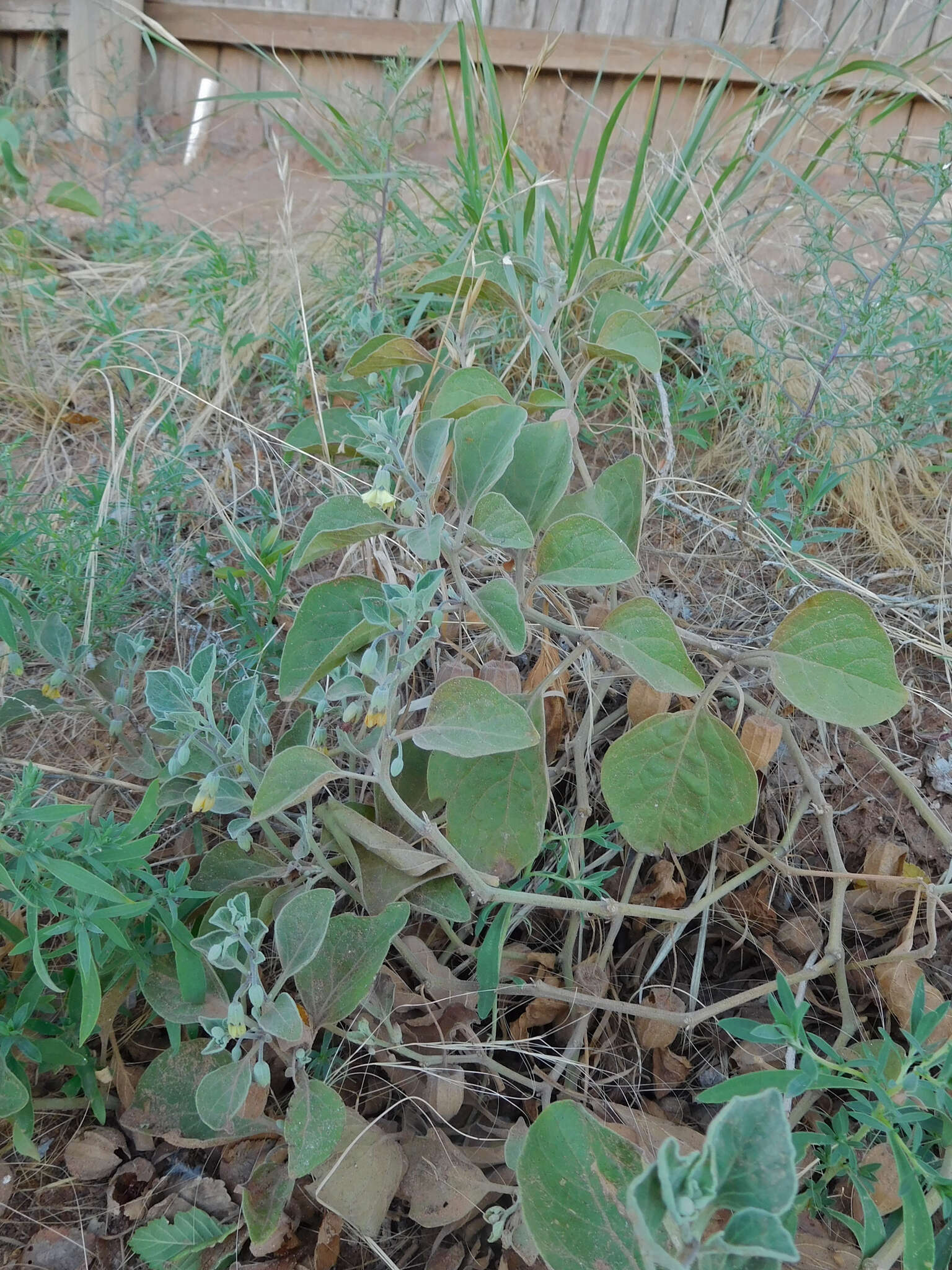 Image de Physalis cinerascens A. S. Hitchcock