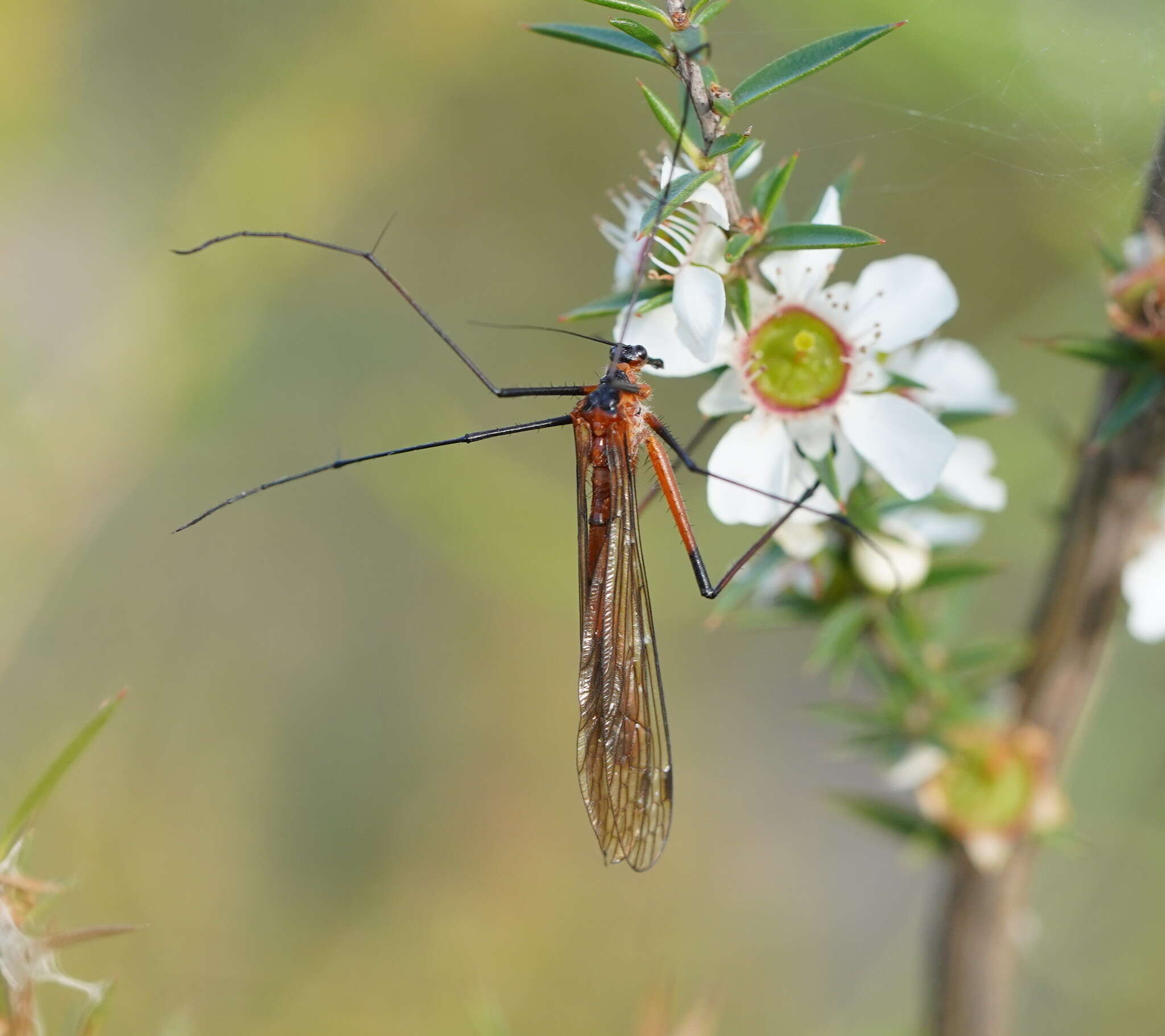 Image of Harpobittacus australis (Klug 1838)