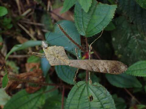 Image of Malaysian dead leaf mantis