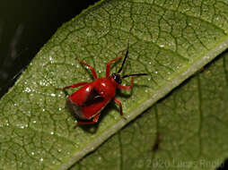 Pachymerocerus erythronotus (Berg 1883)的圖片