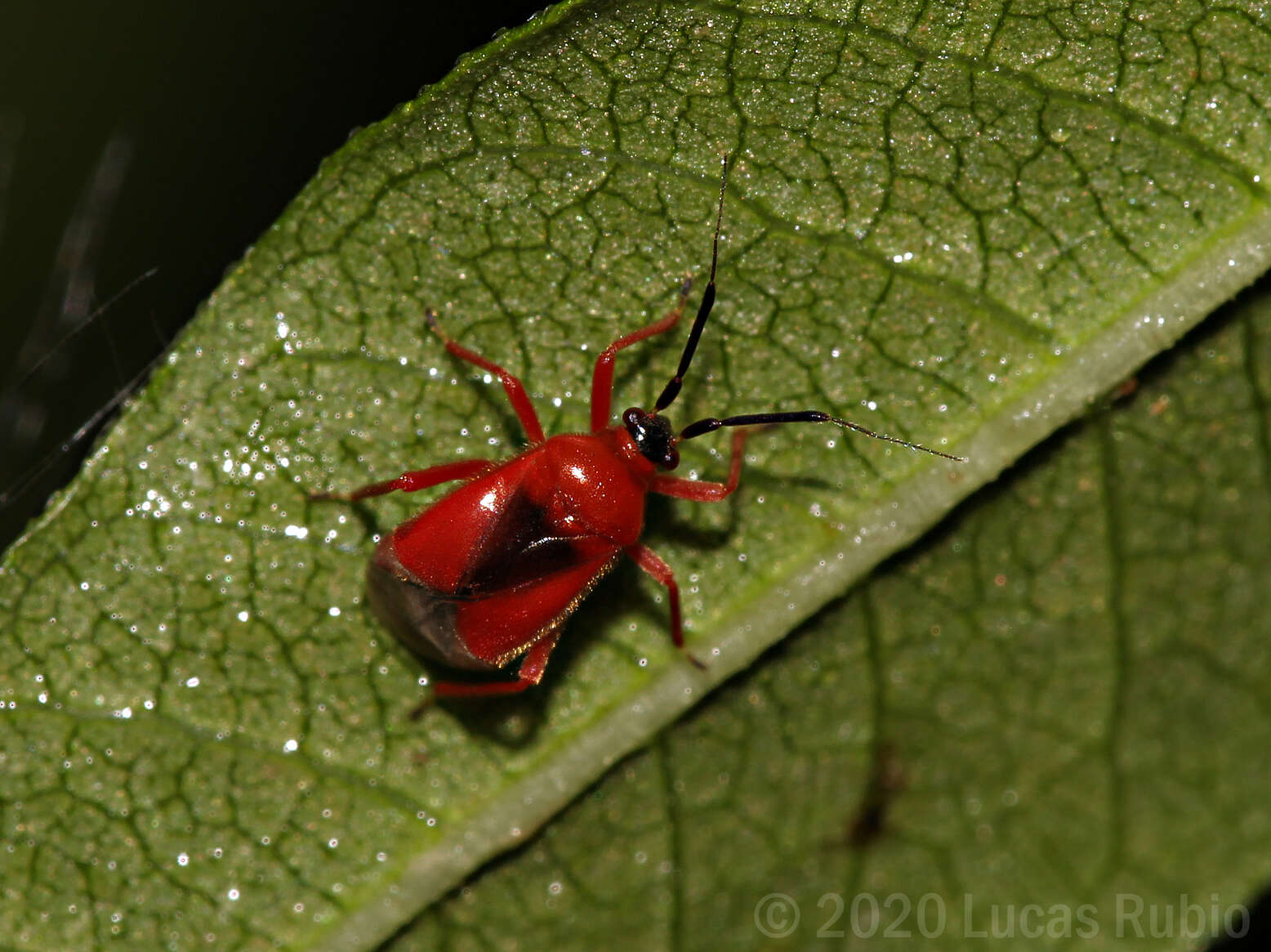 Pachymerocerus erythronotus (Berg 1883)的圖片