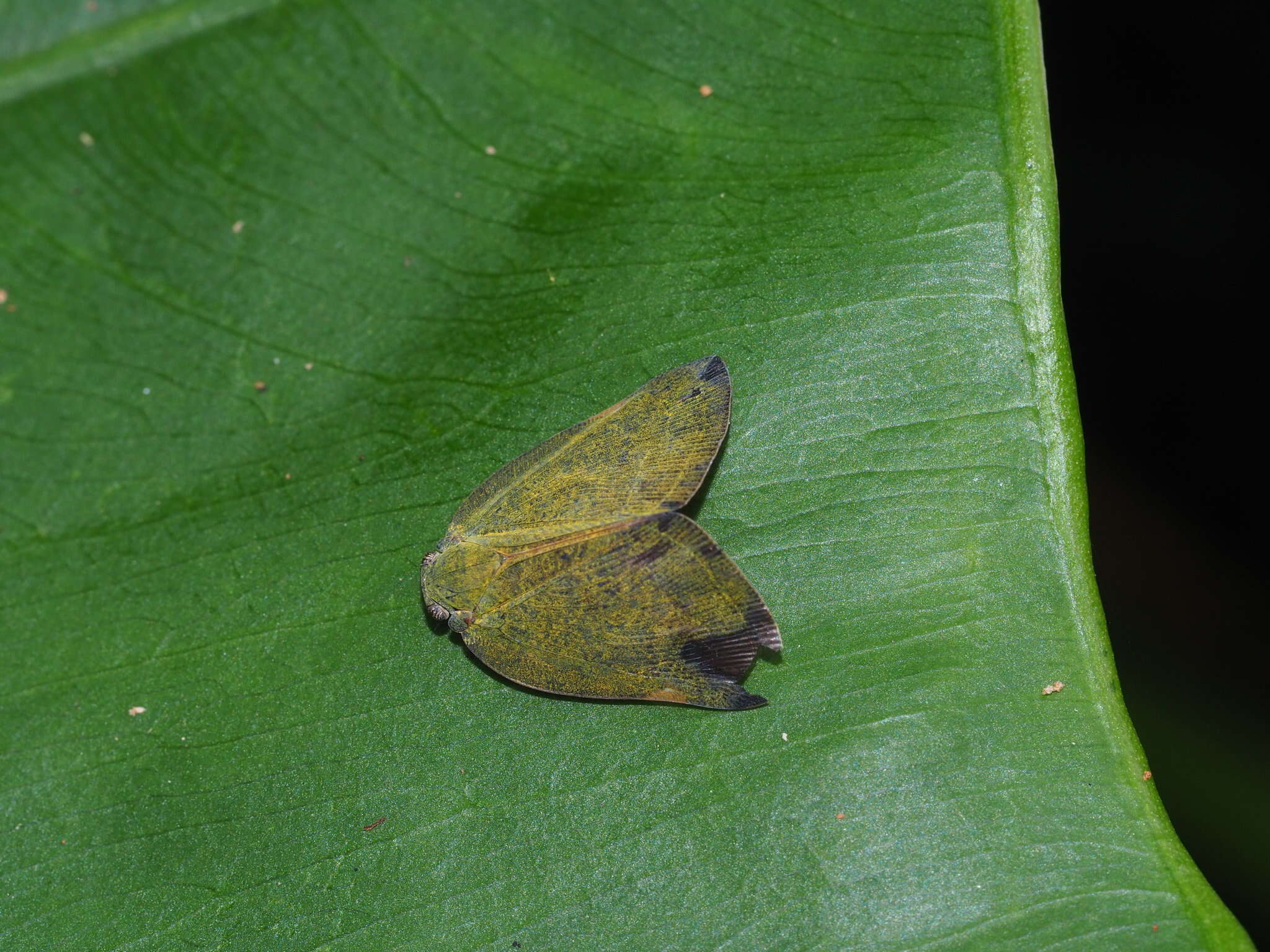 Image of Ricanula sublimata (Jacobi 1916)