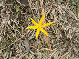 Image of Colchicum luteum Baker