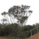 Image of Eucalyptus megacornuta C. A. Gardner