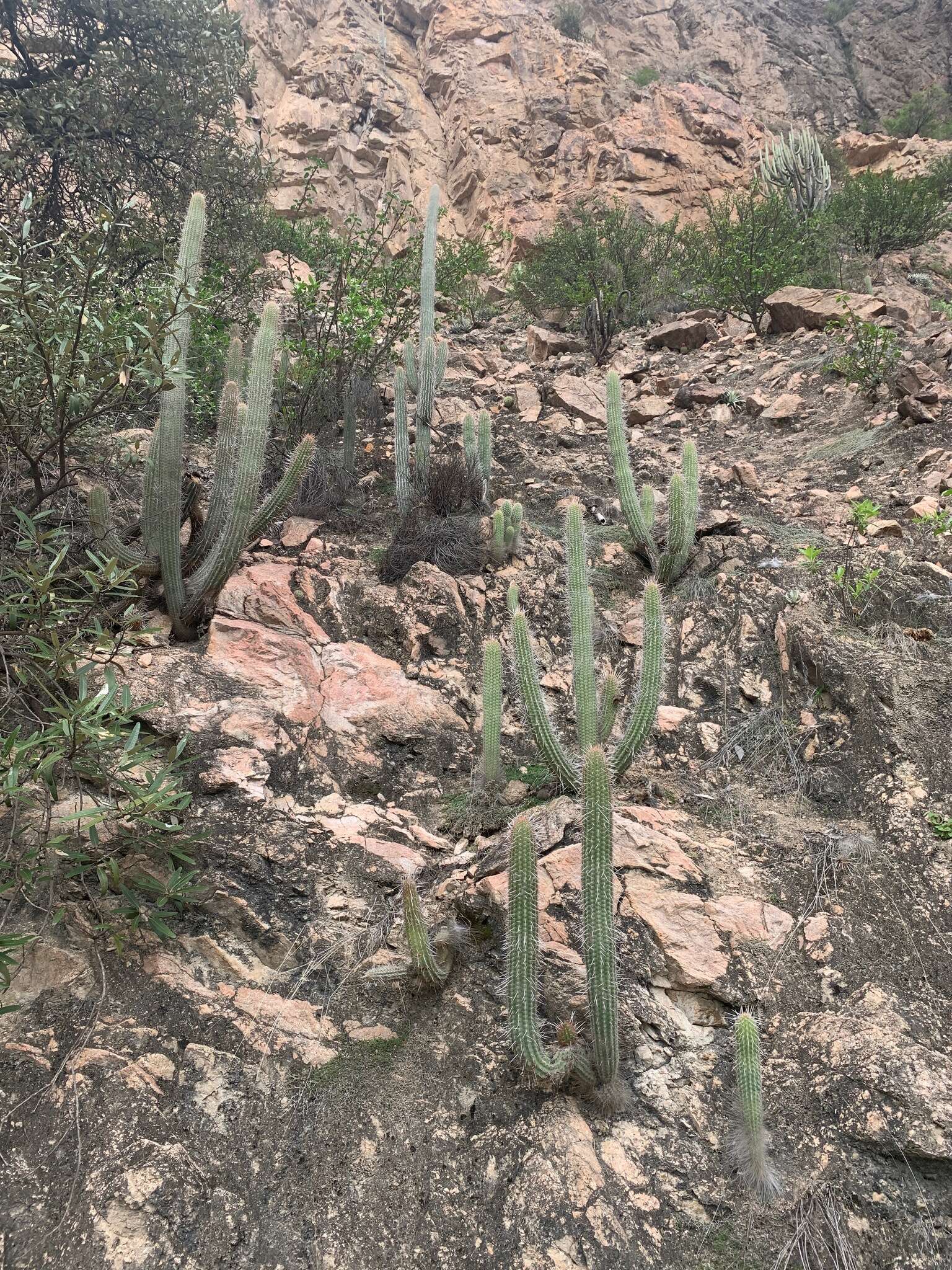 Image de Espostoa mirabilis F. Ritter