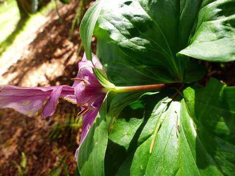 Image of Pacific trillium