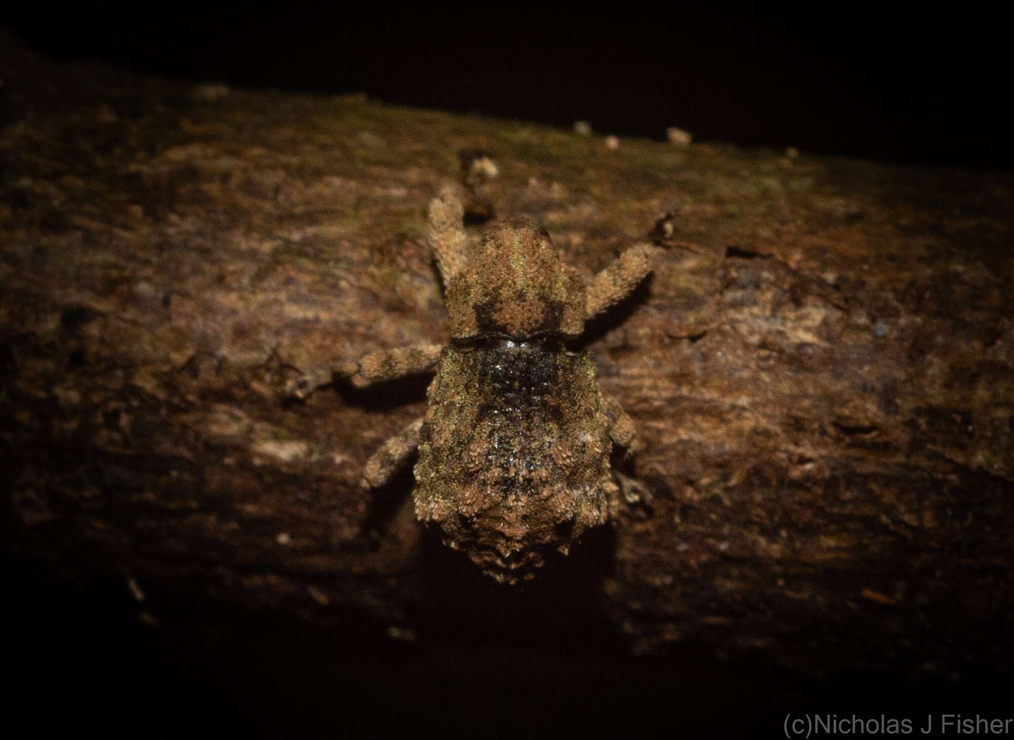 Image of Tychreus sellatus Pascoe 1873