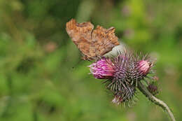 Image of Comma