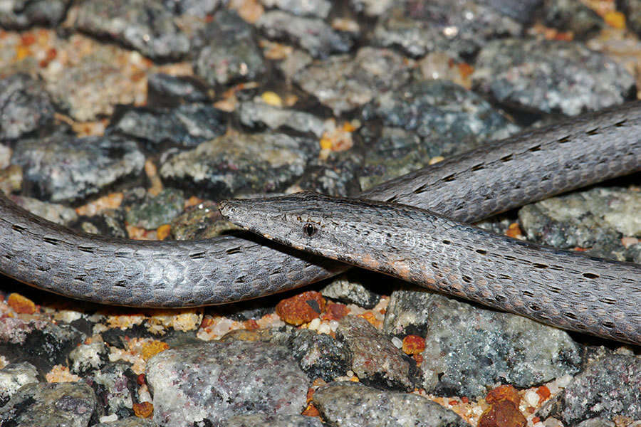 Image of Burton's Legless Lizard