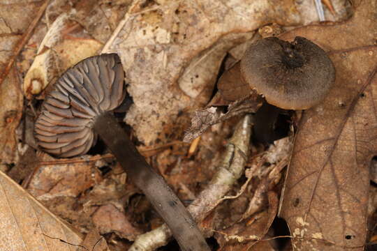 Image of Hygrocybe ovina (Bull.) Kühner 1926