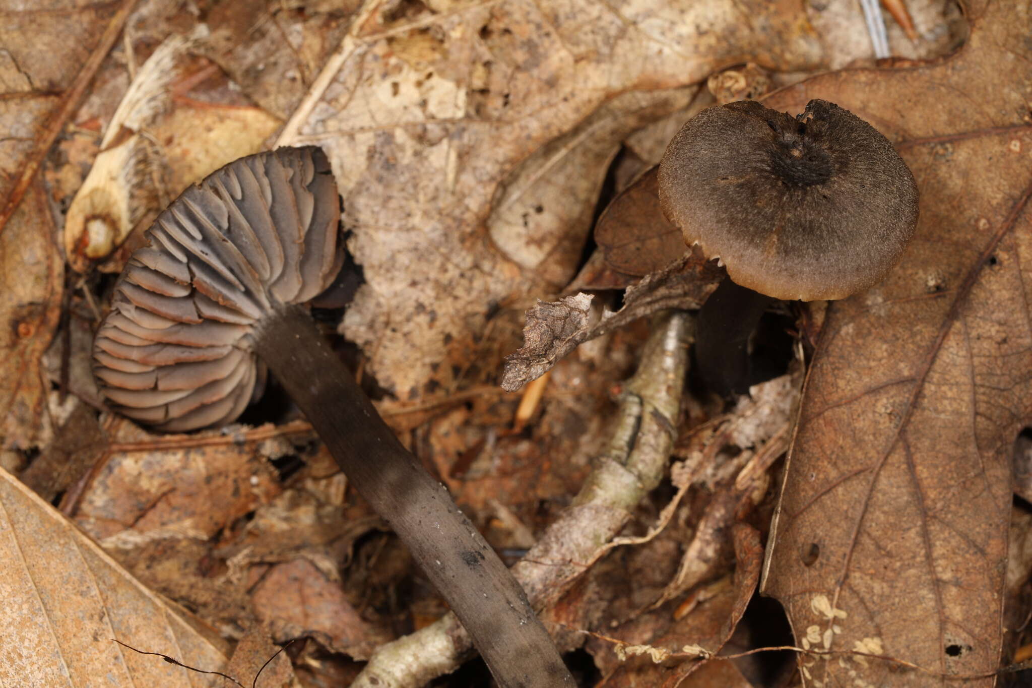 Imagem de Hygrocybe ovina (Bull.) Kühner 1926