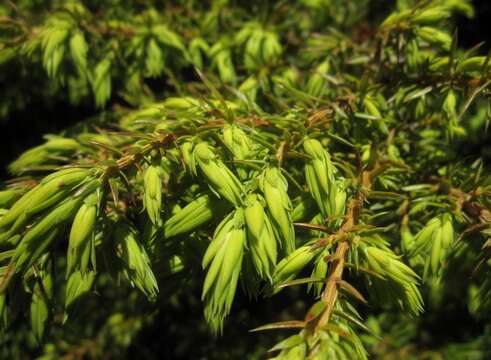 Plancia ëd Juniperus communis var. depressa Pursh